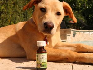 CBD for Pets. CBD for Cats and CBD for Dogs Made in the U.S.A.