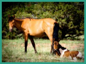 Photo wild horses on the ranch