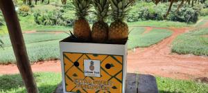 Colorada Fresh Pineapples air shipping boxes displayed on the farm