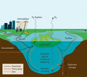 Nitrogen fixing algae, as seen in Copco and Iron Gate Lakes on the Klamath River, are Nature's solution to remediating anthropogenic nitrates in the water. They take nitrates out of solution and integrate them into their bodies, thereby sequestering nitra