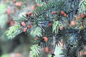Spruce, Pine, Birch tree sap