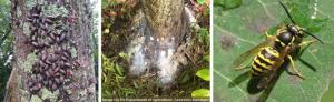 Spotted Lanternfly Damage