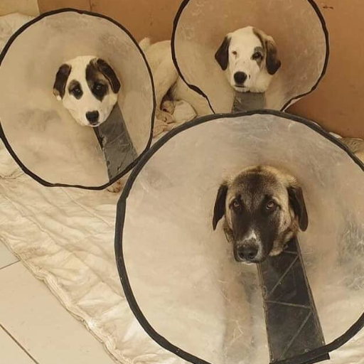 CUDDLY HAS PARTNERED WITH KABUL SMALL ANIMAL RESCUE TO RAISE 60,000