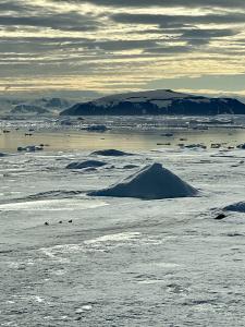 Penguins traverse a melting portion of Antarctica