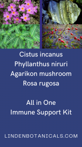 ShieldsUp Immune Support Kits from Linden Botanicals contain Cistus incanus, Phyllanthus niruri, Rosa rugosa, and Agarikon mushroom