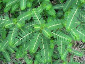 Phyllanthus niruri (Chanca Piedra) plant to support Lyme disease treatment