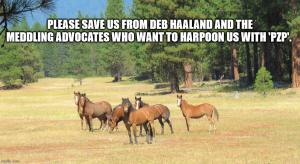 In an opinion article printed in the Santa Fe New Mexican on December 17th of 2020, Holly Gann, who is director of government relations for American Wild Horse Campaign (AWHC), was so busy heaping praises upon Deb Haaland for her supposed support for wild horses, Ms The Deptartment of Interior and Bureau of Land Management are engaged in a so-called management plan that is devastating the genetic survival of wild horses, and is made worse via the use of PZP and GonaCon with the support of some non-profits