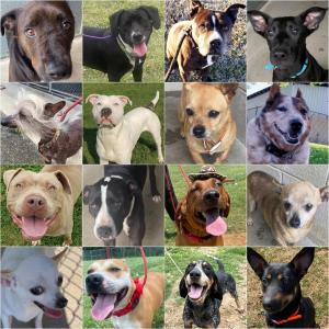 Collage of rescue dogs