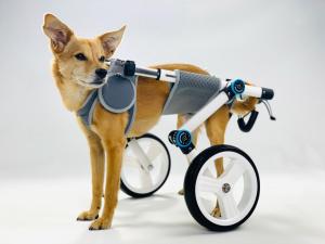 dog walking in pet wheelchair