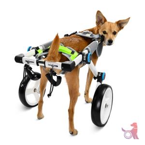 Dog Head Turning Rear View Medium Haute Wheels Pet Wheelchair