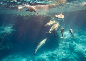 dolphins swimming underwater in Galapagos