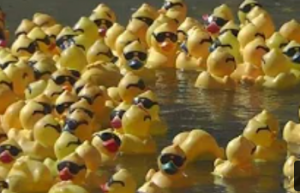 Racing Ducks Across America on YouTube