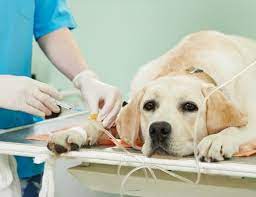 Veterinary Therapeutics Market