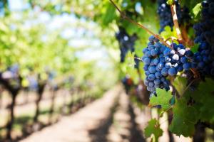 wine tourism landscape in harvest