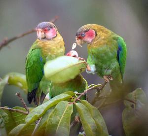 Quito birds aves