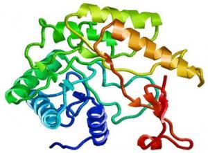 Cellulase Market Report Research Analysis