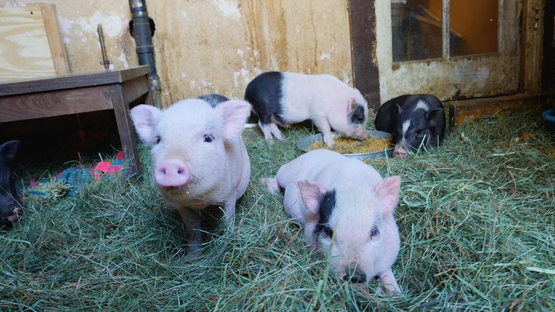 New TV Series Exposes The Myth of Teacup Pigs The Australia Report