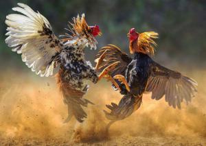 Cockfighting