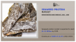 Seaweed Protein Market Projected Expansion to $1.51+ Billion Market Value by 2030 with a 11.6% CAGR