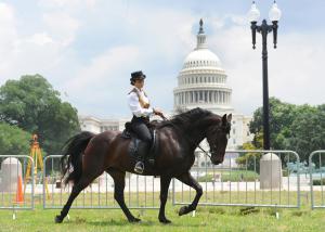 The U.S. House of Representatives recently passed the Prevent All Soring Tactics (PAST) Act, H
The PAST Act seeks to strengthen the Horse Protection Act and end the torturous, painful practice of soring Tennessee Walking, Racking, and Spotted Saddle Horses
U.S. Senator Mark Warner is the longtime lead Democrat Sponsor of S
The PAST Act seeks to strengthen the Horse Protection Act and end the torturous, painful practice of soring Tennessee Walking, Racking, and Spotted Saddle Horses
“We applaud the Virginia Delegation for their key role in overwhelmingly passing the PAST Act to end this barbaric and indefensible practice that has marred the horse show world for decades,” said Marty Irby, executive director at Animal Wellness Action and past president of the Tennessee Walking Horse Breeders’ & Exhibitors’ Association
“It is way past time to end the barbaric practice of horse soring,” said Rep
“Horses have been a part of our Commonwealth’s history and culture since the settling of Jamestown, and like all animals, they deserve to be treated with care and compassion,” said Senator Mark Warner (D-VA)
“I support the humane treatment of all animals and remain committed to ending the cruel practice of soring,” said Senator Mike Crapo (R-ID), lead Republican sponsor of the PAST Act in the U
The PAST Act would ban the use of painful large stacked shoes and ankle chains and would also eliminate the existing system of self-regulation by the industry and toughen penalties for violators of the Horse Protection Act
The PAST Act has been blocked for years by a handful of well-placed lawmakers, but a new House rule triggering consideration of any measure that attracts 290 or more cosponsors brought the issue to the floor
See what Members of Congress from across the nation have to say about the PAST Act by clicking here
The Animal Wellness Foundation (Foundation) is a Los Angeles-based private charitable organization with a mission of helping animals by making veterinary care available to everyone with a pet, regardless of economic ability
Animal Wellness Action (Action) is a Washington, D Virginia Resident Jeannie McGuire Exhibiting a Sound and Natural Walking Horse in 2014 at Walk on Washington