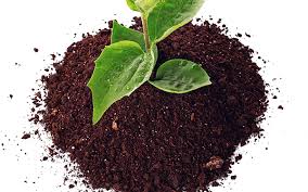 Biochar Market