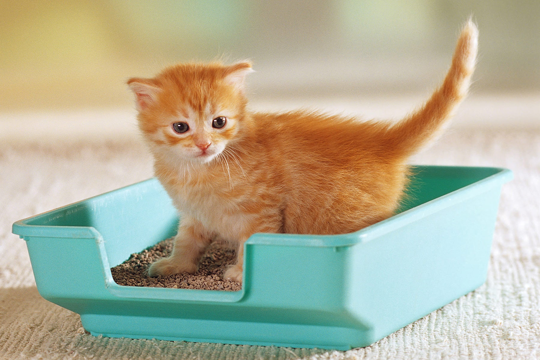 Global Cat Litter Box Market Key Priority Areas Of Action And Enhancing