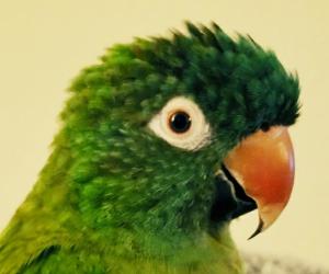 Pennsylvania Talking Parrot Twinkie the Blue Crown Conure in America's ...