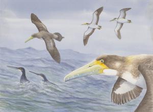 The ancestor of some of the largest flying birds ever has been found in Waipara, New Zealand
Bony-toothed birds (Pelagornithids), an ancient family of huge seafaring birds, were thought to have evolved in the Northern Hemisphere – but that theory has been upended by the discovery of the family’s oldest, but smallest member in New Zealand
At 62 million-years-old, the newly-discovered 'Protodontopteryx ruthae', is one of the oldest named bird species in the world
While its descendants were some of the biggest flying birds ever, with wingspans of more than 5 metres, 'Protodontopteryx' was only the size of an average gull
The seabird fossil was identified by the same team that recently announced the discovery of a 1
Amateur palaeontologist Leigh Love found the partial'Protodontopteryx'skeleton last year at the Waipara Greensand fossil site
Fellow amateur Alan Mannering prepared the bones, and a team comprising Love, Mannering, Canterbury Museum Curators Dr Paul Scofield and Dr Vanesa De Pietri and Dr Gerald Mayr of Senckenberg Research Institute and Natural History Museum in Frankfurt, Germany, described 'Protodontopteryx'
Dr Scofield says the age of the fossilised bones suggests pelagornithids evolved in the Southern Hemisphere
“New Zealand was a very different place when 'Protodontoperyx' were in the skies
Dr Mayr says the discovery of 'Protodontopteryx' was “truly amazing and unexpected
Later pelagornithid species evolved to soar over oceans with some species measuring up to 6
Dr De Pietri says “because 'Protodontopteryx' was less adapted to sustained soaring than other known pelagornithids, we can now say that pseudoteeth evolved before these birds became highly specialised gliders
The last pelagornithid species died out around 2
The Waipara Greensand site where the 'Protodontopteryx' skeleton was found has yielded several important scientific discoveries in recent years, including ancient penguins and the world’s oldest tropicbird fossil
Some of these discoveries, including the 'Protodontopteryx' fossil, will be displayed in an exhibition about ancient New Zealand at the Museum later this year
This research was funded by the Royal Society of New Zealand’s Marsden Fund and is published today in the journal Papers in Palaeontology Artist's impression of bony-tooth bird fossil found in New Zealand