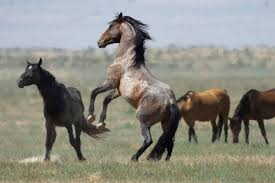 Today, Animal Wellness Action (AWA), and the Animal Wellness Foundation (AWF) called on the U